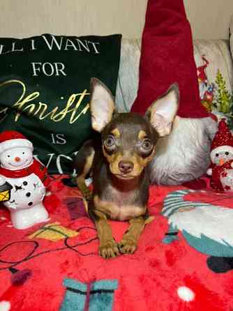 Той-тер'єр Житомир