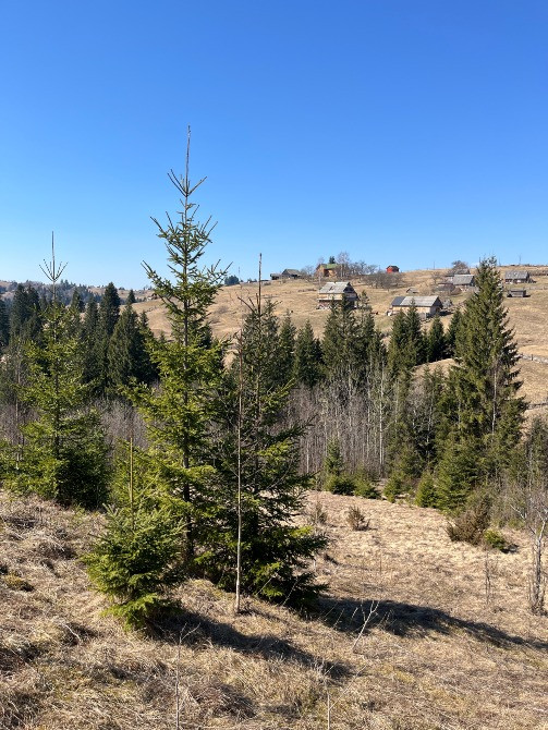 Земельна ділянка в Яблуниці 0.25 га Яремче - зображення 12