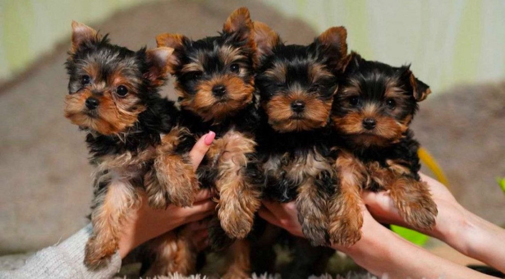 Йорки Київ - зображення 1