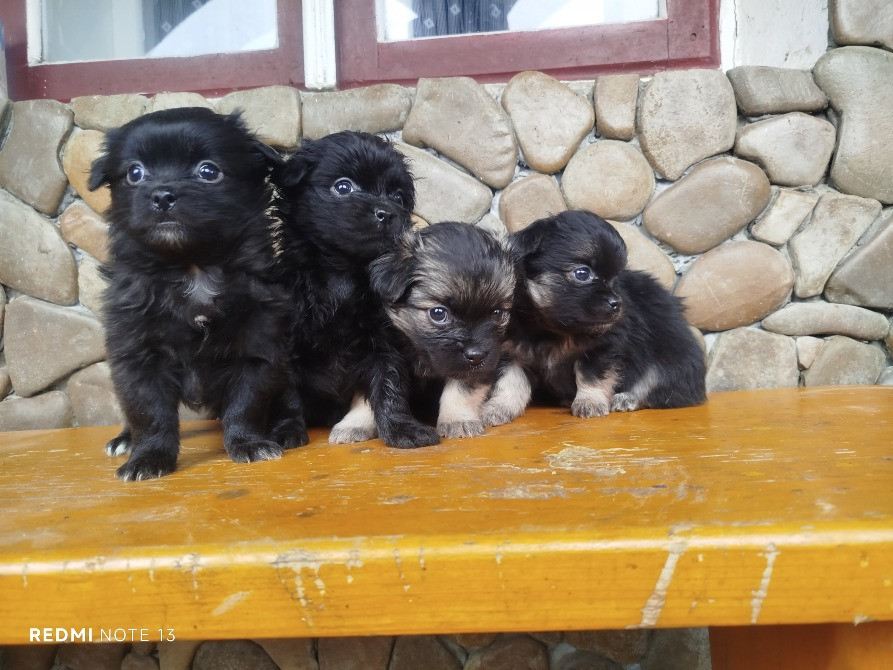 Цуценята пекінеса Снятин - зображення 7