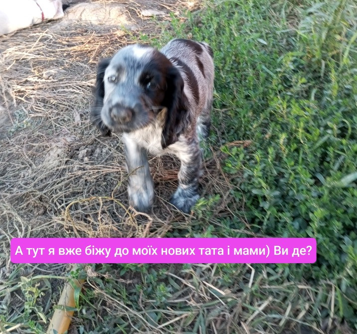 Цуценята спаніеля мисливського Хмельницький - зображення 3