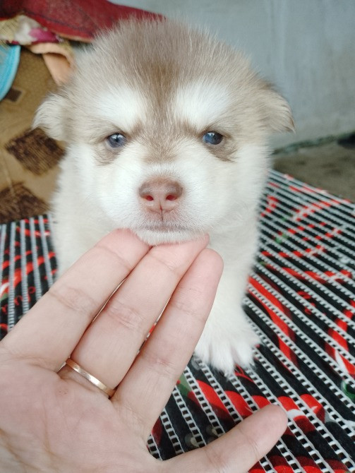 Дівчинка Помскі F1 Львов - изображение 7