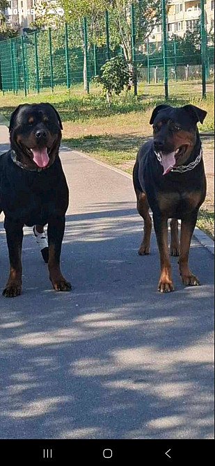 цуценята ротвейлера Київ - зображення 4