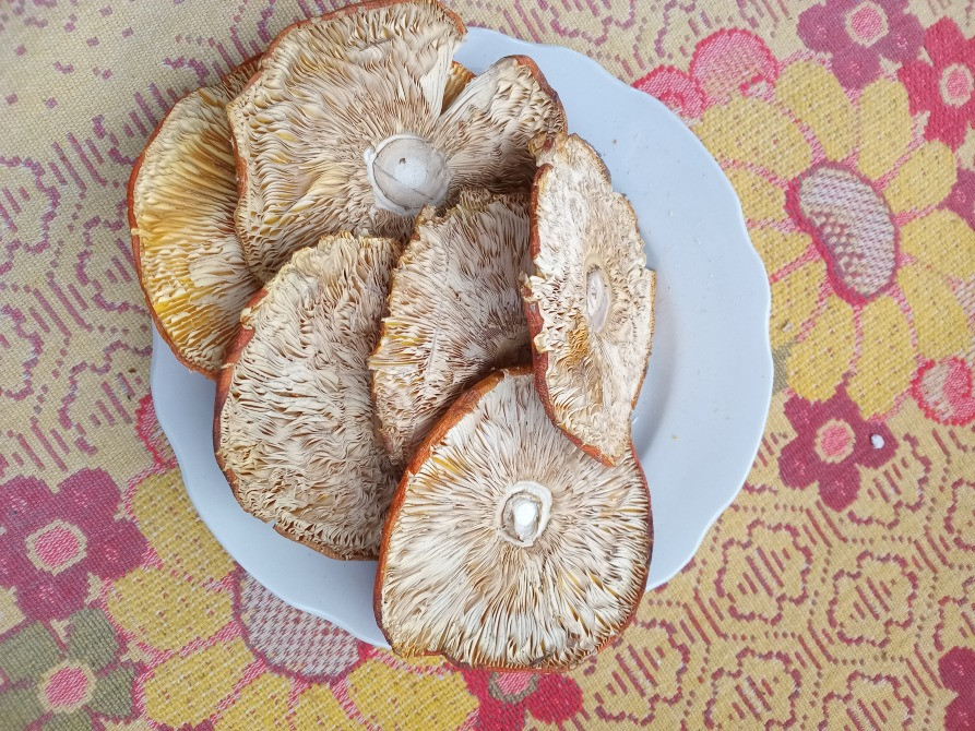 Червоний мухомор, сушений 2 сорт Овруч - изображение 5