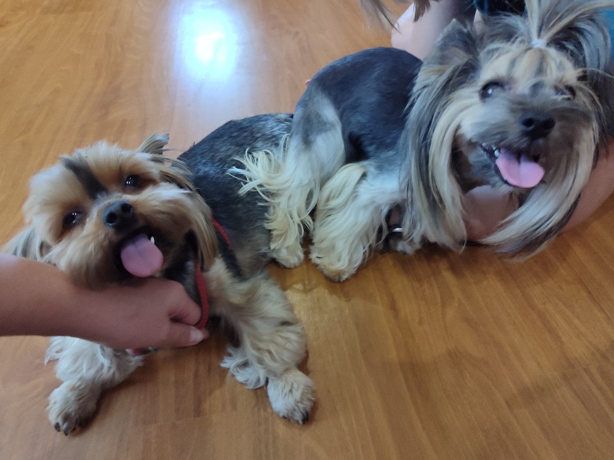 Продам цуценят йорків Павлоград - зображення 6