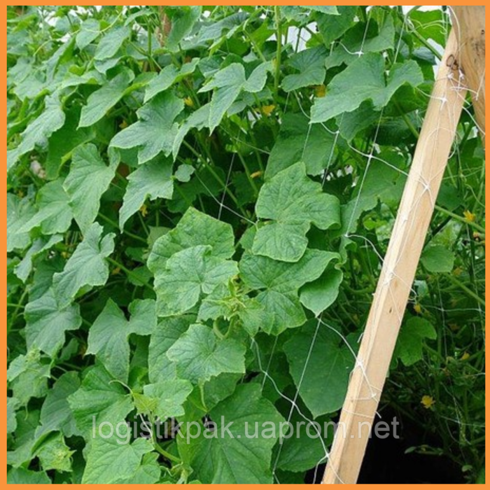 Сетка шпалерная 14*14 1.7*500 метров (белая) Харків - зображення 8