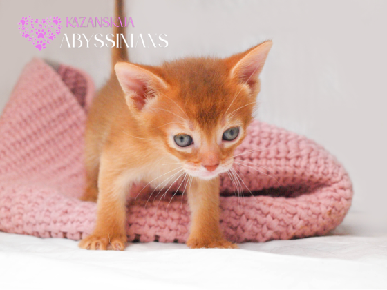Абиссинская кошка котёнок Киев
