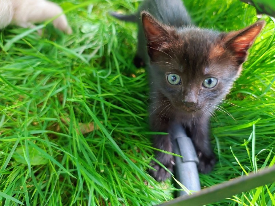 Подарую чудового котика Суми - зображення 4