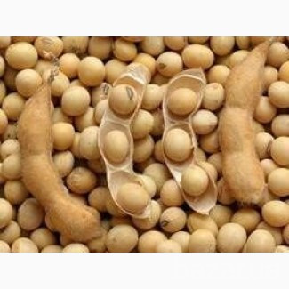 Куплю сою. Самовивіз Хмельницький - зображення 1