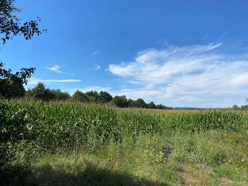 Продаж двох зем.ділянок Грузьке,загальна площа 4,8722 га!Від власника!  - зображення 4