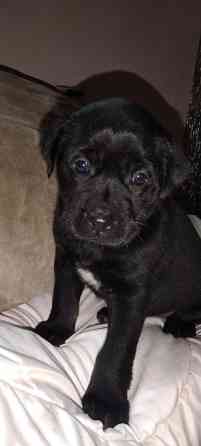 Щенки метисы таксы и гончей Дніпро