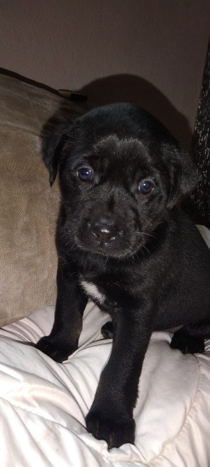 Щенки метисы таксы и гончей Дніпро - зображення 5