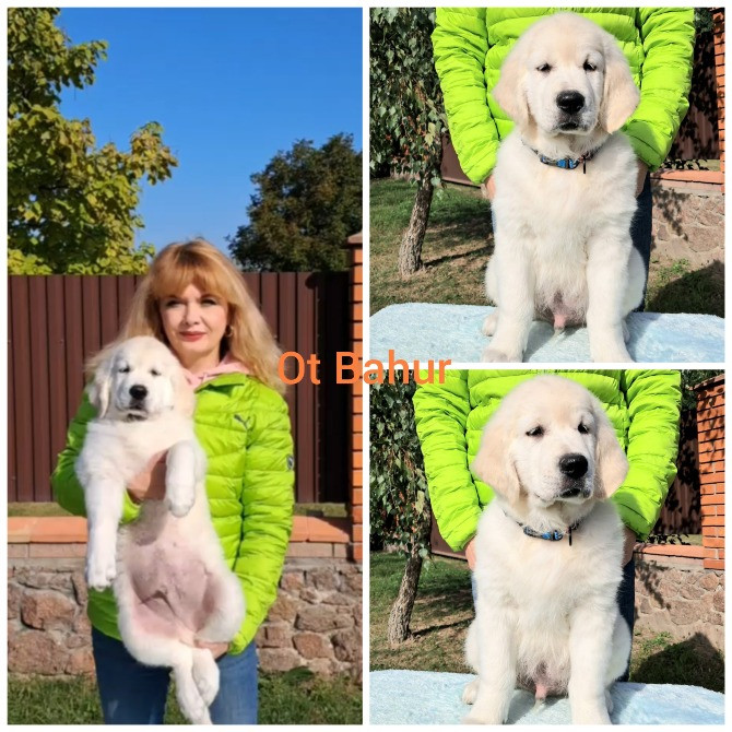 Золотистого ретрівера цуценята Київ - зображення 3