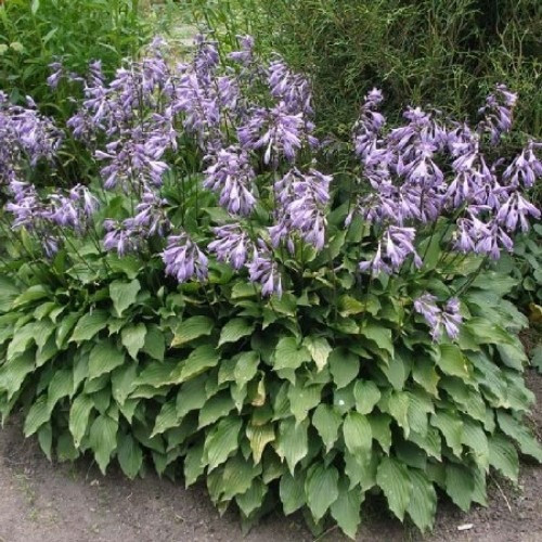 Хоста волнистая и ланцетолистная Чернівці - зображення 2