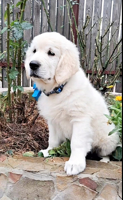 Щенята голден ретрівера Львів - зображення 1