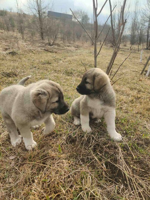 Кангал Обухов - изображение 3