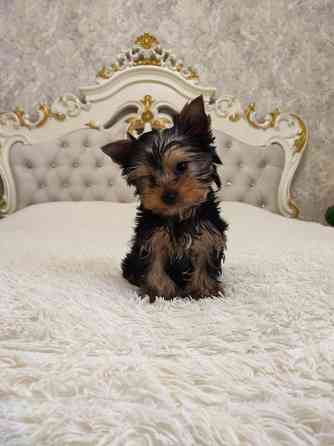 Йоркширський терьер дівчинка 2 місяця стандарт Одеса