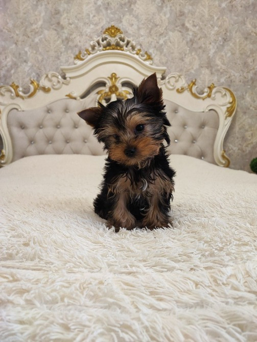 Йоркширський терьер дівчинка 2 місяця стандарт Одеса - зображення 1