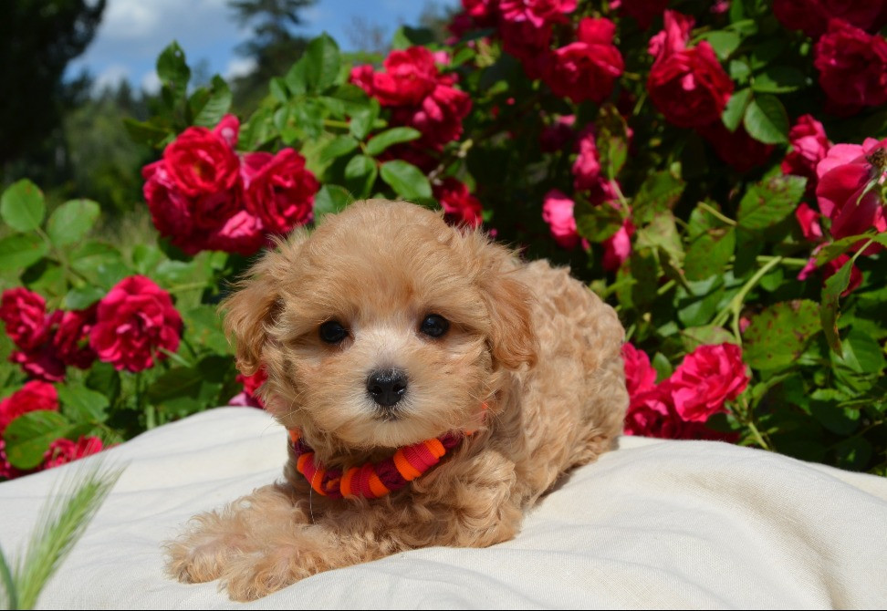 #МальтіпуF1#MaltipooF1#цуценята2міс#puppies 2 months Ukraine, Kyiv. Worldwide delivery Київ - зображення 5