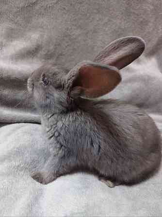 Найкращий кролик Нюша Житомир