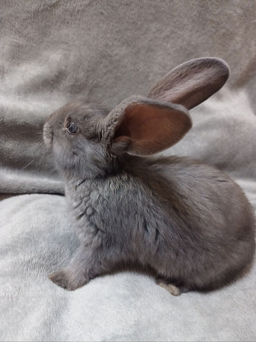 Найкращий кролик Нюша Житомир - зображення 3