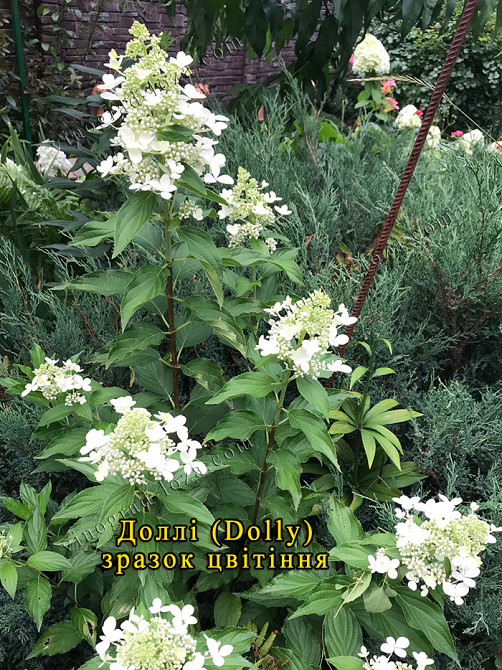 Гортензія волотиста Доллі /Dolly. 3,5 р. 5 л. Харків Харків - зображення 1