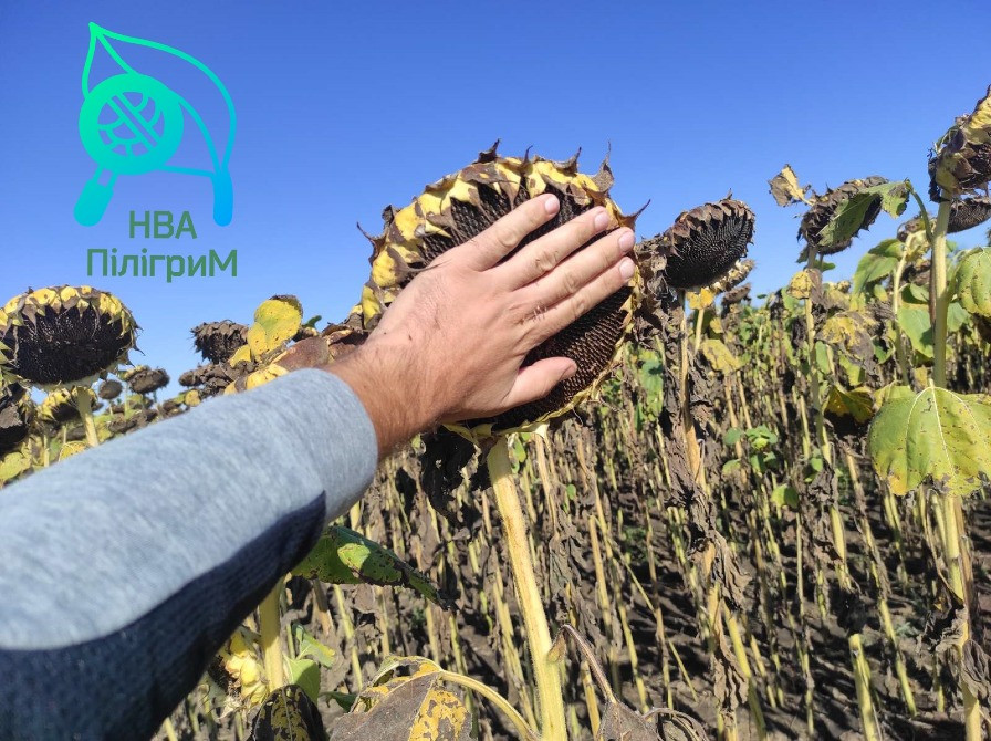 семена подсолнечника "Флокс" 50 гр гранстара. 7+ Заразиха+ видео обзоры клиентов Днепр - изображение 6