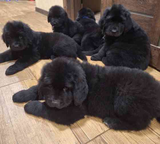 Ньюфаундленд цуценята КСУ- FCI Херсон