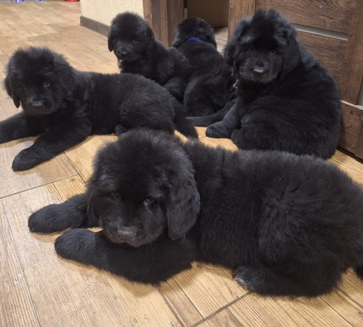 Ньюфаундленд цуценята КСУ- FCI Херсон - зображення 1