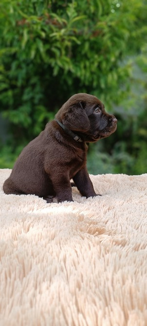 Шоколадні лабрадори Фастів - зображення 4