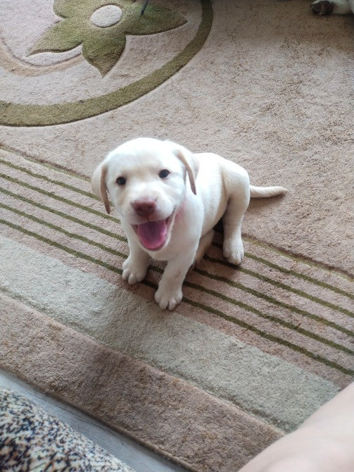 Цуценята Богородчани - зображення 7