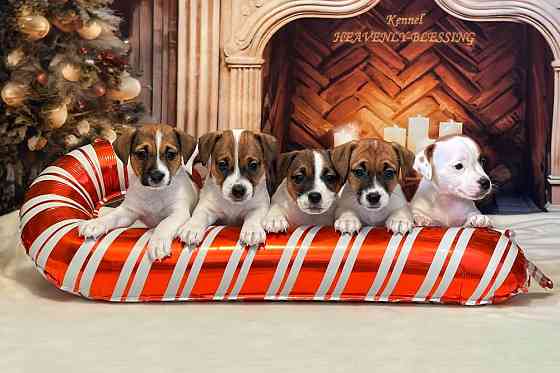 Цуценята Джек Рассел терʼєра, розплідник КСУ Київ