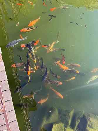 продажа 1-к квартира Киево-Святошинский, Софиевская Борщаговка, 41000 $ 