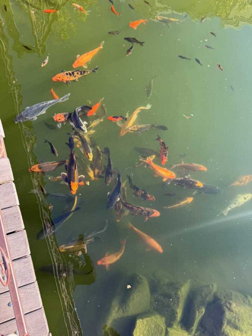 продажа 1-к квартира Киево-Святошинский, Софиевская Борщаговка, 41000 $  - зображення 3