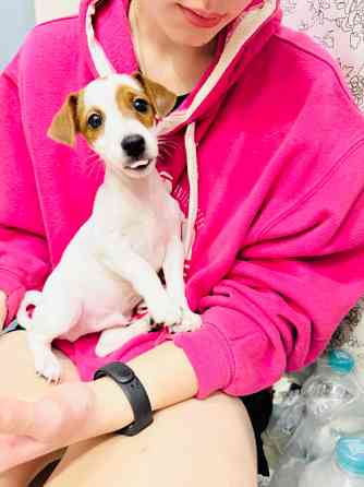 Щеночек Джек Рассел терьер Київ