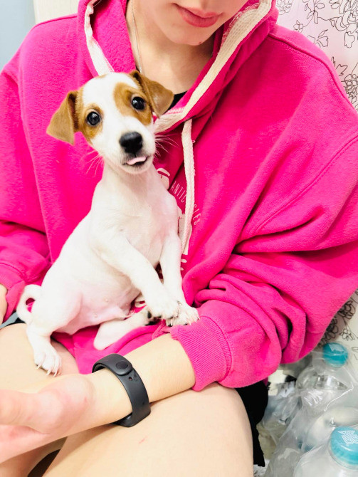 Щеночек Джек Рассел терьер Київ - зображення 6