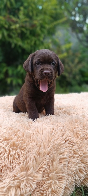 Шоколадні лабрадори Фастів - зображення 3