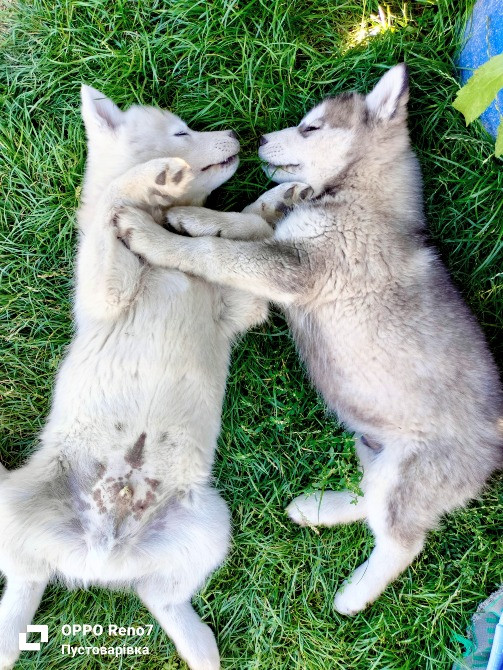Продаються цуценята породи хаскі Белая Церковь - изображение 8