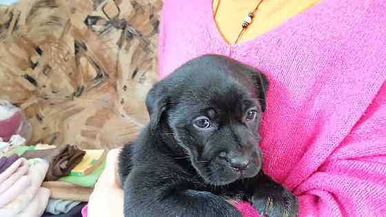 Щенки метисы таксы и гончей Дніпро