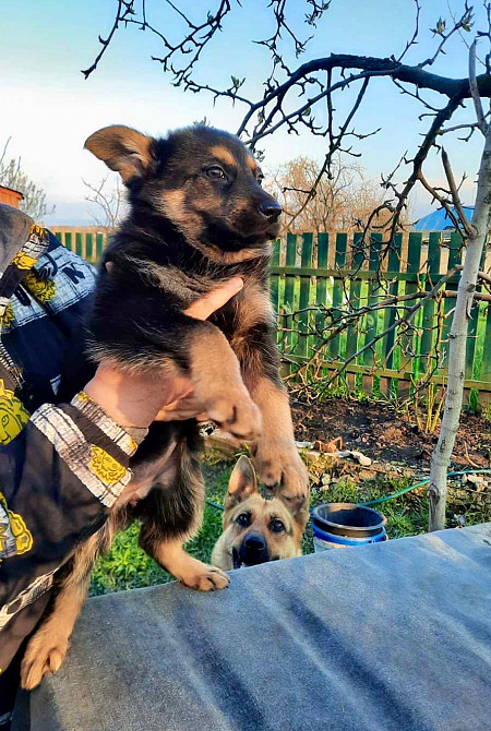 Цуценята німецької вівчарки Дніпро - зображення 3