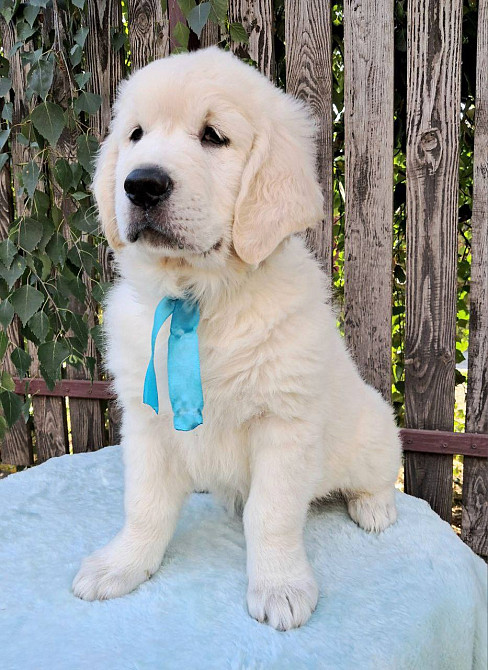 Цуценята золотистого ретривера Ot Bahur Львів - зображення 2