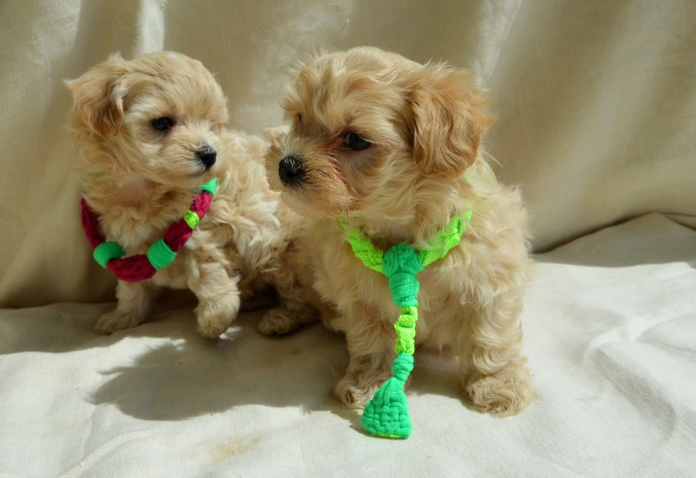 #МальтіпуF1#MaltipooF1#цуценята1,5міс#puppies 1.5 months Ukraine, Kyiv. Worldwide delivery. Достав Київ - зображення 7