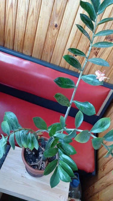 Замиокулькас долларовое дерево с горшком Київ - зображення 2