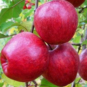 Яблуня зимова Моді. 0.5л. Винница - изображение 1