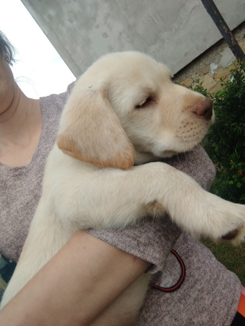 Цуценята Богородчани - зображення 1