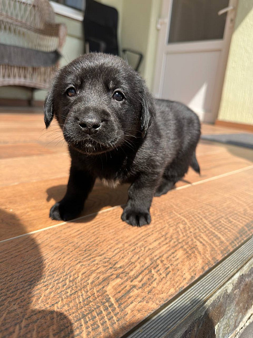 Метис Цуценята лабрадора Хмельницький - зображення 3