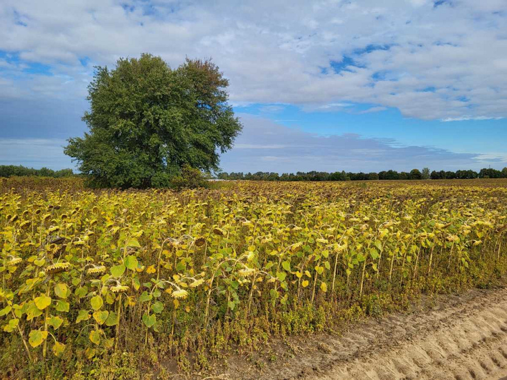 продажа земля сельскохозяйственного назначения Бориспольский, Вороньков, 958800 грн.  - изображение 3