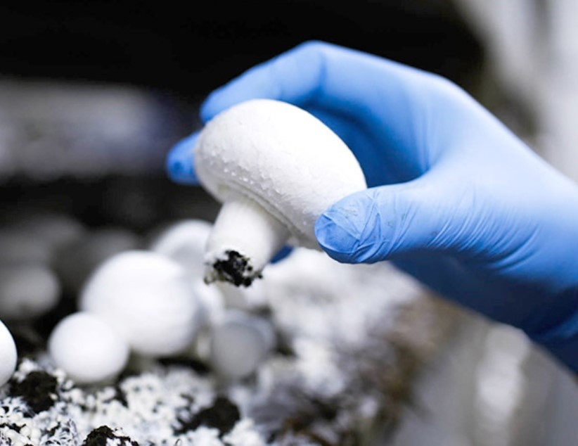 Збирання грибів печериці, запрошуємо до Польщі на роботу з проживанням Львів - зображення 1