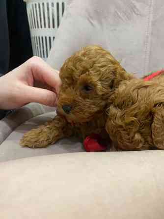 Цуценя той пудель. Хлопчик Київ