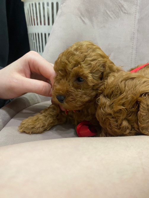 Цуценя той пудель. Хлопчик Киев - изображение 2